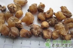山慈菇的功效與作用 山慈菇的藥用價(jià)值